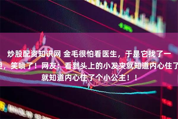 炒股配资知识网 金毛很怕看医生，于是它找了一个神器来壮胆，笑喷了！网友：看到头上的小发夹就知道内心住了个小公主！！